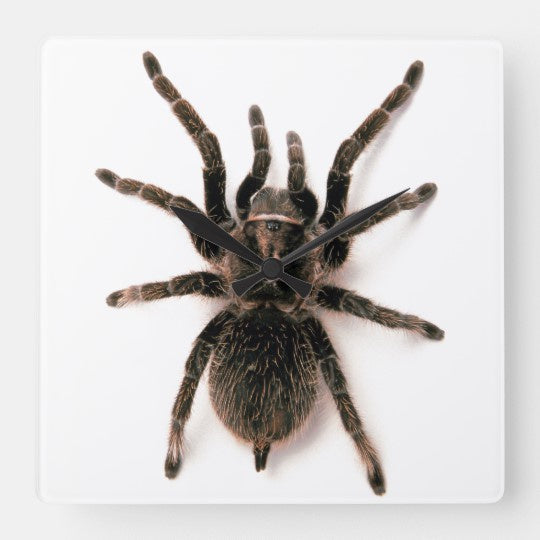 Wall Tarantula